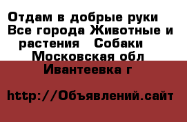 Отдам в добрые руки  - Все города Животные и растения » Собаки   . Московская обл.,Ивантеевка г.